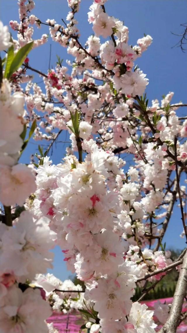 山花烂漫棒槌岛，棒槌山观光