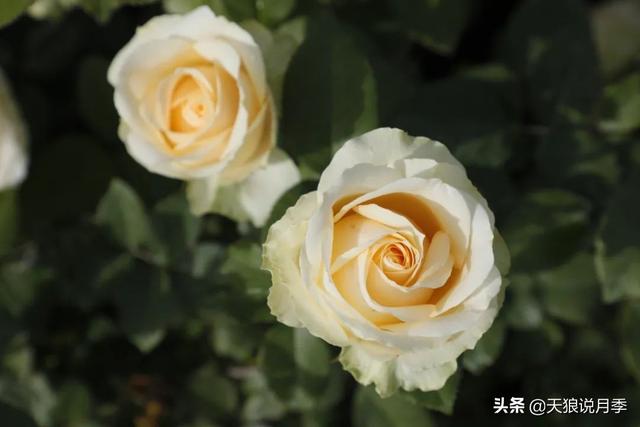 颜值高花期长的月季，七种优秀盆栽月季