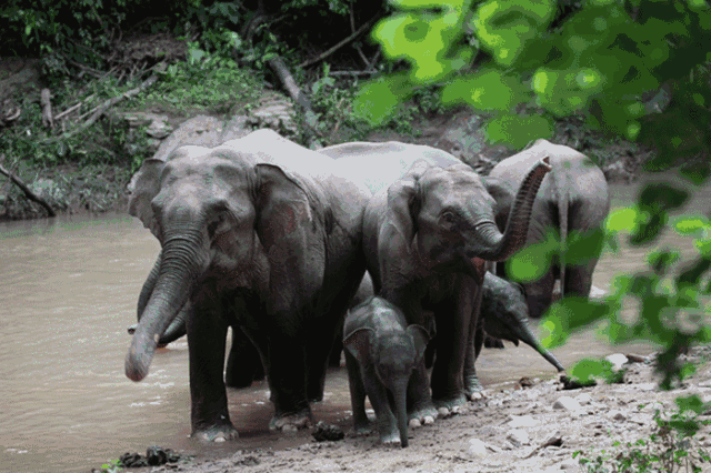 西双版纳旅游必去景点，西双版纳值得一去的景点（热带雨林与人文历史交相辉映）