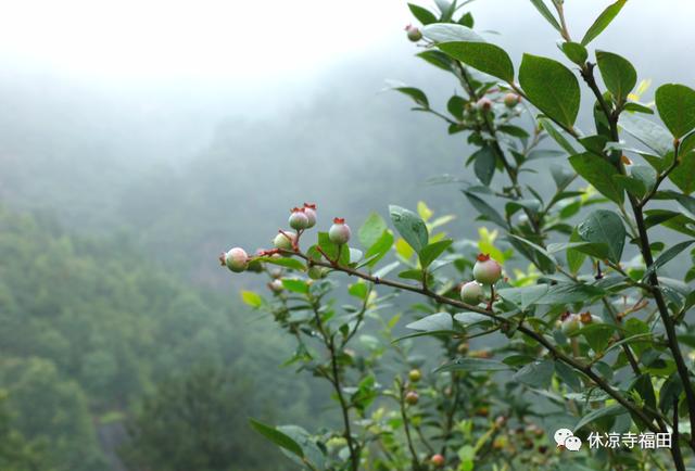 真实的罗汉岩传说，仙岩九狮一象的传说