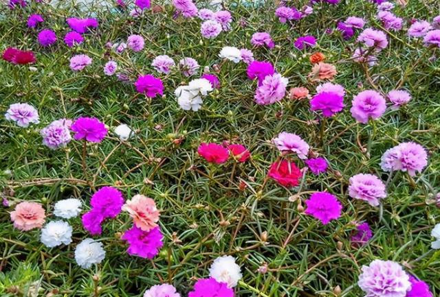 最适合室内养的8种花卉，扔土里能长一大片