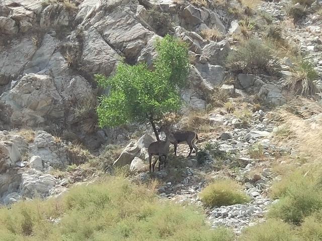 贺兰山在哪个省，国内离省会城市最近的国家森林公园（贺兰山国家森林公园在哪个区）