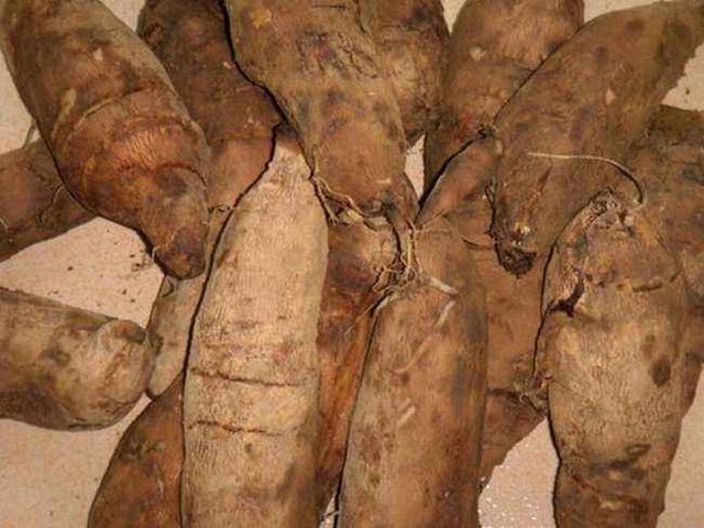 广州龙洞名贵树苗，名字高大上味道却一般