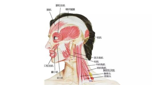 4分钟练出天鹅颈，三步让你拥有天鹅颈