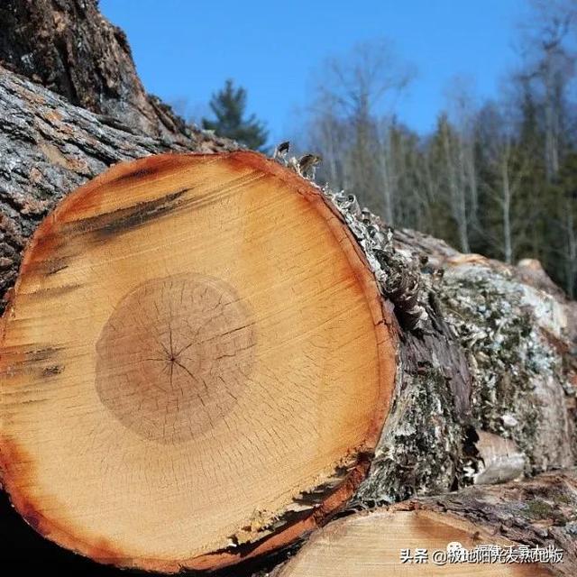 适合地热的实木地板板材，极地阳光带你探索深山选择发热地板的好木材