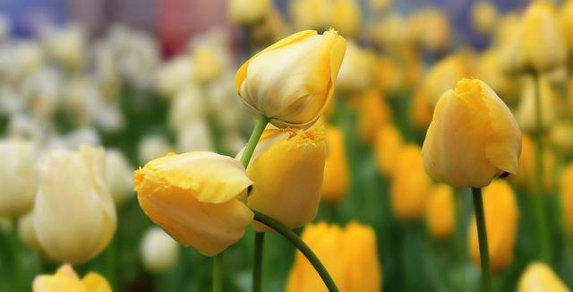 郁金香花怎么养，郁金香花期怎样养护（冬天也能绽放）