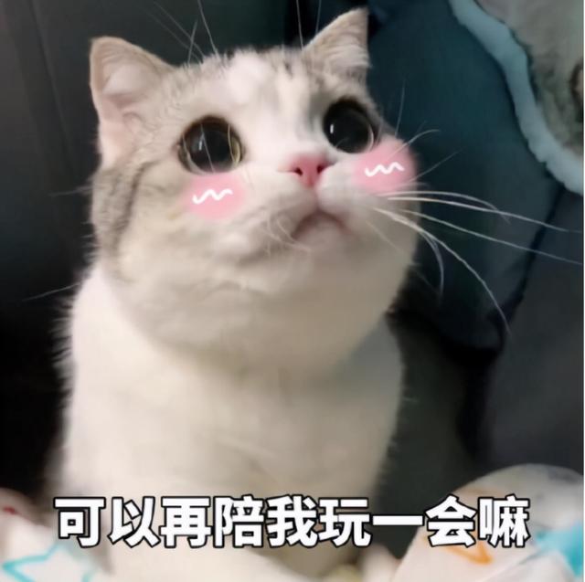 猫咪最长能活多久，，猫猫和人类年龄详细的换算表
