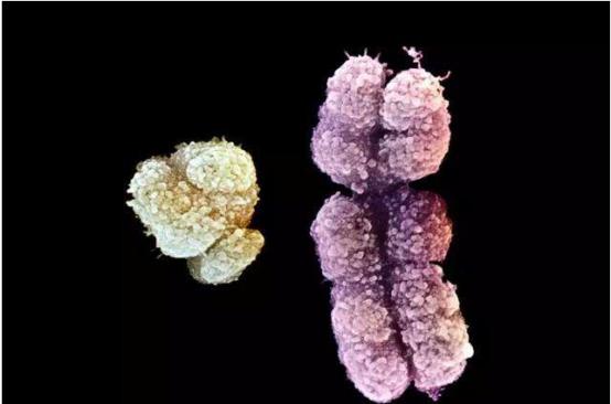 正常人类的染色体数量，科学家最新发现