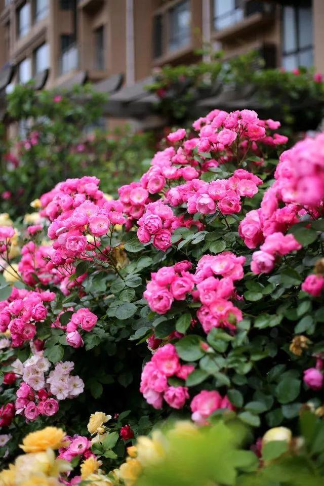 庭院中种什么爬藤花，院子里如果想搭设花廊架