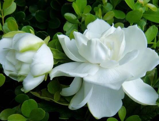 栀子花的养殖方法，栀子花的养殖方法要点（保准你的栀子花养开花）