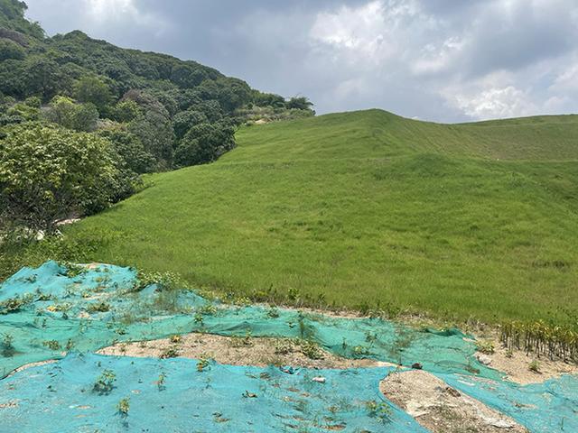 岩质边坡绿化技术，陡峭岩石披上绿衣