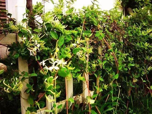 花很香又漂亮的藤蔓植物，12种开花藤蔓植物