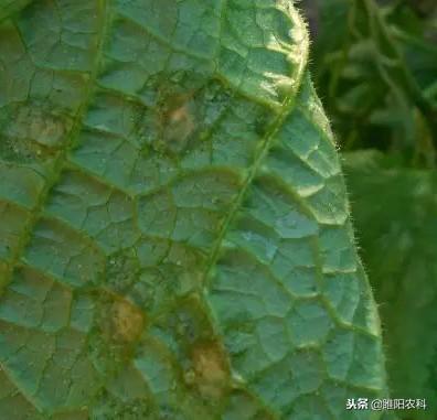 黄瓜角斑病炭疽病黑星病的区别，黄瓜炭疽病和黄瓜黑星病的识别和防治方法