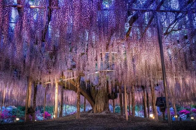 紫藤怎么养才能开花，不养一盆就太可惜了