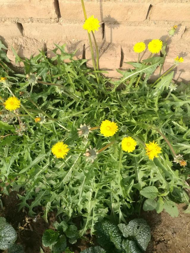 适合懒人种植的野菜，别再费劲到处去挖荠菜了