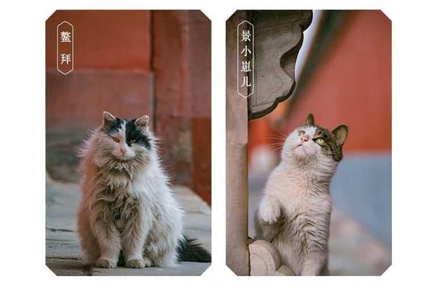 故宫最胆小御猫，我们只是惊呼是不够的
