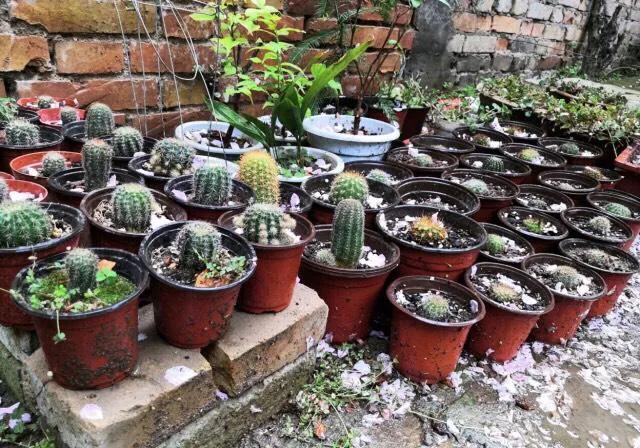 开花最好看的仙人球品种排名，仙人掌的花季来了