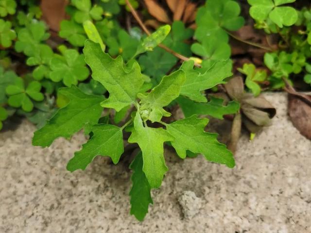 农村100种野菜图片，农村100种常见野菜（让你轻松认识各种野菜和吃法）