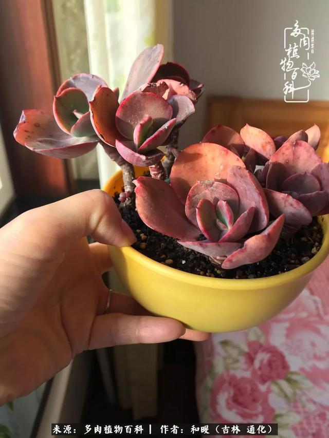 买肉，买肉的正确方法和注意事项