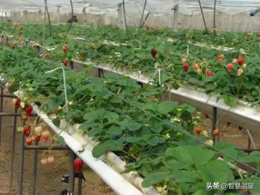 新型大棚草莓种植技术，大棚草莓A型架立体无土栽培技术