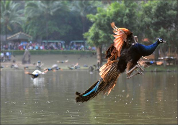 笙独奏凤凰展翅，你听说过神鸟的故事吗