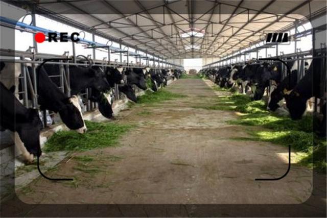 农村做什么致富，当今社会在农村做什么能致富（三个一般人不知道的赚钱项目）