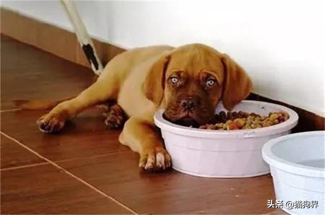 狗能吃什么蔬菜，幼犬狗狗可以吃哪些蔬菜水果