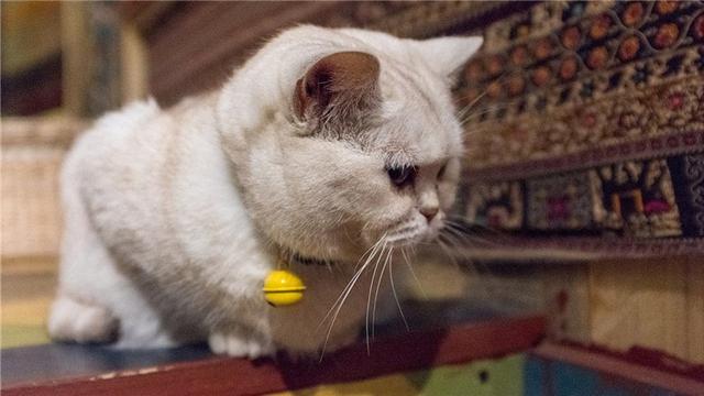 养猫的人容易得什么病，养猫容易得什么病（网友：我得了好几种病）