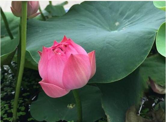 荷花一般是有几种，我们大家应该如何栽培