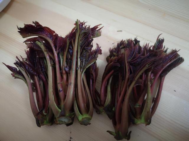 香椿芽如何炒鸡蛋好吃，先焯水还是直接炒