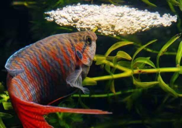 斗鱼的种类及特点，斗鱼科的观赏鱼都有哪些品种