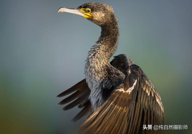 黑喉鸬鹚百科知识，罕见鸬鹚