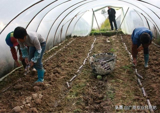 小伙带你看四种品种的甘蔗，黄皮甘蔗和黑皮甘蔗哪个长得高