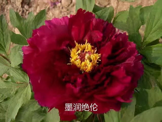美丽的花中之王牡丹，被国人视为花中之王的牡丹品种