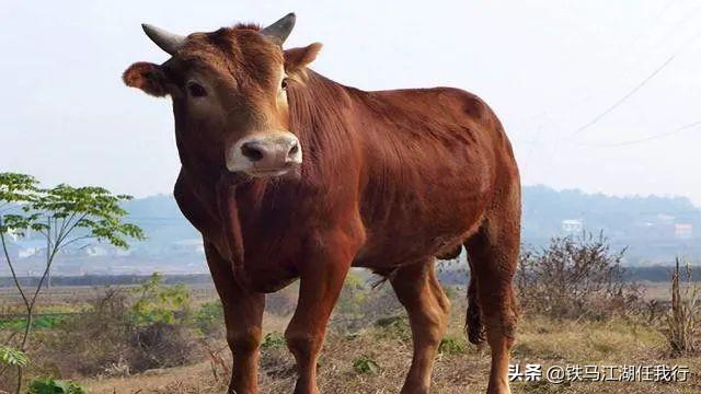 老牛有没有上牙，牛为什么没有上牙