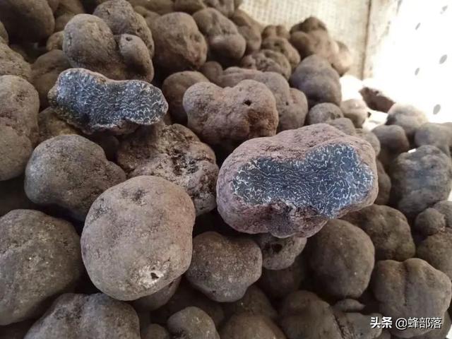 农村常见的食用菌，农村俗称猪拱菌