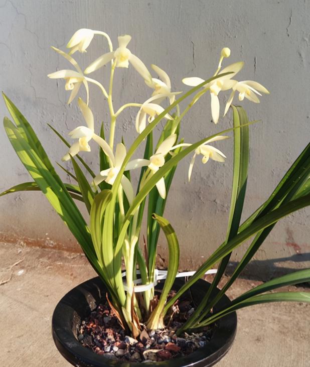 建兰最值得入手品种，这5种兰花品种