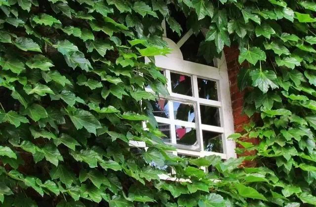 花很香又漂亮的藤蔓植物，12种开花藤蔓植物