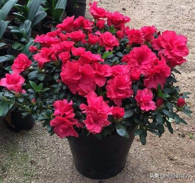 什么花最好养又好看又容易活，6种花号称十大名花