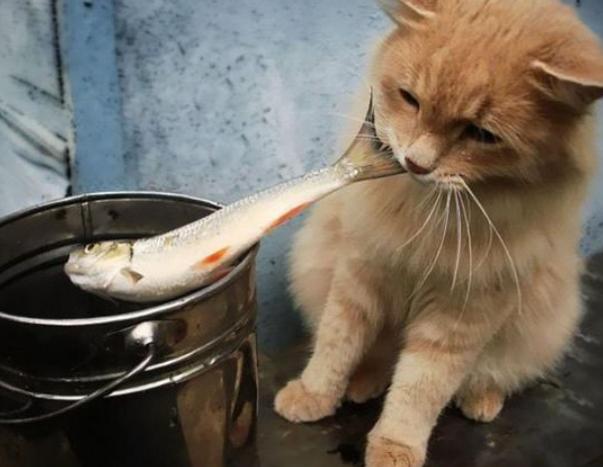 猫咪最害怕的是什么东西，家里的猫咪最害怕这些