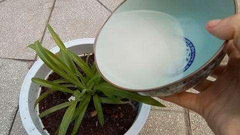 淘米水浇花好不好，淘米水浇花坏处（能浇花还能洗碗）