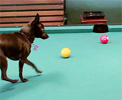 适合小孩养的狗，最好养又很温顺可以带孩子的狗狗（可以养这4种狗狗）