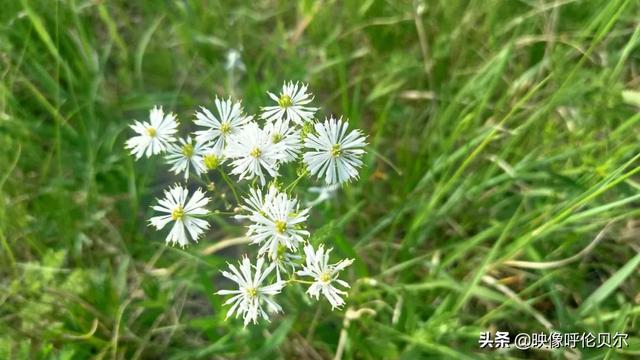 windows系统自带壁纸，风靡全球的windows桌面壁纸