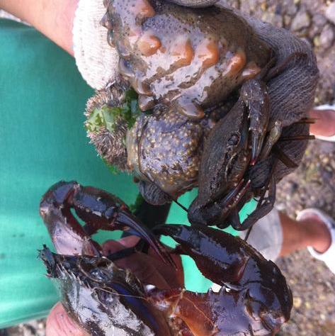 去大连赶海玩的攻略，东北大连哈仙岛