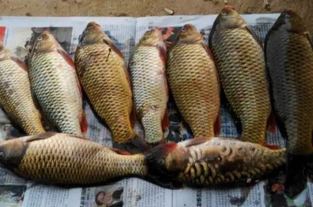 竞技钓鲤鱼的调漂方法，10年以来对付