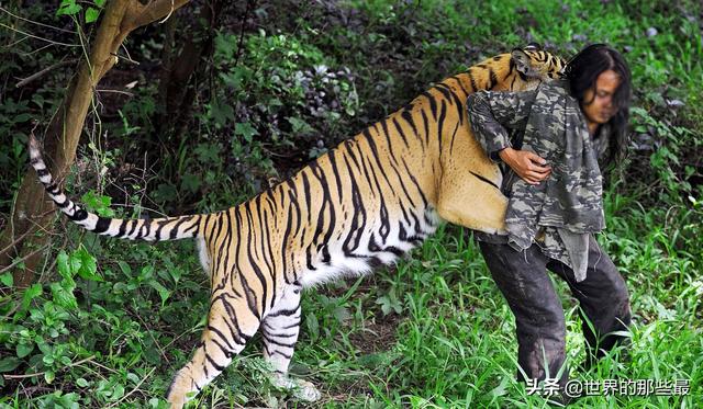 老虎没有了牙齿还有攻击力吗，老虎贵为百兽之王