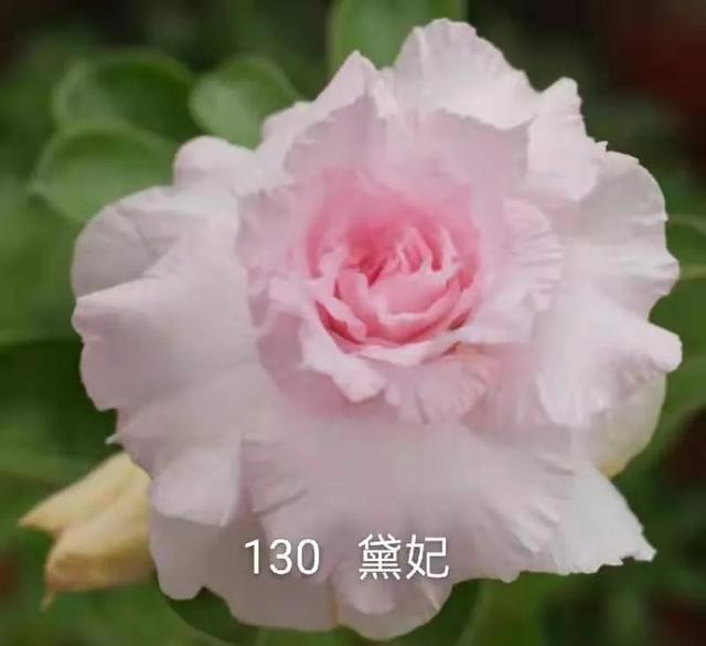 沙漠玫瑰怎么养，沙漠玫瑰的养殖方法多久能开花（真正会养的只需做5点）