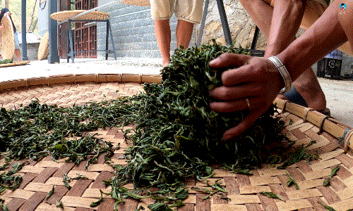 手工制茶的六个步骤，南茗佳人手工制茶过程全公开