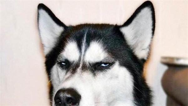 区块狗能维持多久，区块狗改名徕氏狗