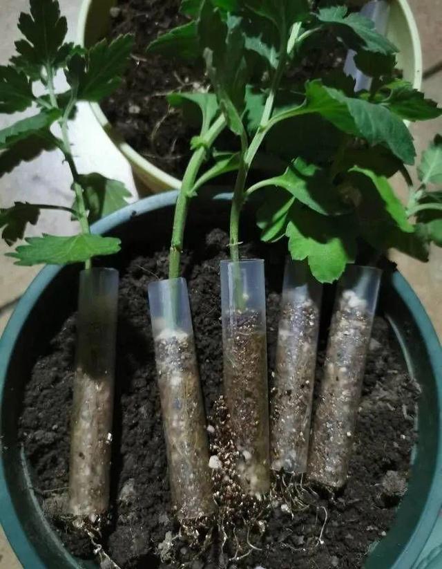 20种常见的扦插方法，扦插有啥难1根吸管